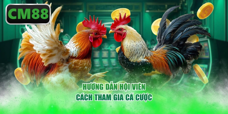 Hướng dẫn hội viên cách tham gia cá cược