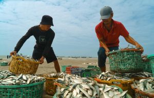 Minh họa góc bắn ria chéo vào đàn cá để tiết kiệm đạn